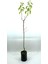 Kayısı (Şekerpare) Fidanı 2 Yaş (70-80 cm) 1