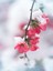Bahar Dalı (Japanese Quince) Bol Çiçekli Süs Bitkisi Aşılı Meyve Fidanı 3