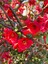 Bahar Dalı (Japanese Quince) Bol Çiçekli Süs Bitkisi Aşılı Meyve Fidanı 4