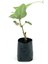 Hayward Kivi Fidanı-Erkek 35-40 cm Bol Verimli Soğuğa Dayanıklı 4