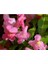 10'lu Açık Pembe Aslanağzı Çiçeği Fidanı 5 - 15 cm Tüplü Çiçekli Bodur Antirrhinum Majus 3