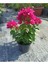 Pembe Begonvil (20 - 30 cm) 1 Adet Saksılı Çiçekli Bodur Bitki Bougainvillea 1