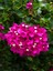 Pembe Begonvil (20 - 30 cm) 1 Adet Saksılı Çiçekli Bodur Bitki Bougainvillea 2