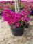 Pembe Begonvil (20 - 30 cm) 1 Adet Saksılı Çiçekli Bodur Bitki Bougainvillea 3