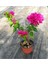 Pembe Begonvil (20 - 30 cm) 1 Adet Saksılı Çiçekli Bodur Bitki Bougainvillea 4
