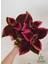 Özel Tür Yaprak Güzeli Çiçeği 3 Adet Saksıda Kolyos (Coleus) 3