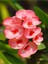 Pembe Milli Dikenler Tacı Çiçeği Mega Boy 1 Adet Saksılı 40 - 60 cm Kaktüs (Euphorbia) 1