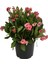 Pembe Milli Dikenler Tacı Çiçeği Mega Boy 1 Adet Saksılı 40 - 60 cm Kaktüs (Euphorbia) 2