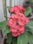Pembe Milli Dikenler Tacı Çiçeği Mega Boy 1 Adet Saksılı 40 - 60 cm Kaktüs (Euphorbia) 3