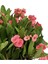Pembe Milli Dikenler Tacı Çiçeği Mega Boy 1 Adet Saksılı 40 - 60 cm Kaktüs (Euphorbia) 4