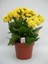 Sarı Renk Kalanşo Emel Hanım Çiçeği 1 Adet Saksılı 20 - 30 cm Salon Bitkisi ( Kalanchoe ) 4