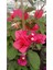 Sarmaşık Begonvil Çiçeği - Mercan Rengi Sarılıcı Begonvil - 40/50 cm Bougainvillea 2