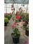 Sarmaşık Begonvil Çiçeği - Mercan Rengi Sarılıcı Begonvil - 40/50 cm Bougainvillea 4