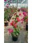 Sarmaşık Begonvil Çiçeği - Mercan Rengi Sarılıcı Begonvil - 40/50 cm Bougainvillea 5