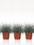 Videolu Mavi Osmanlı Çimi Fidanı 3 Adet Saksılı 20-40 cm Bahçe Bitkisi (Festuca Glauca) 1