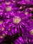 Videolu Acem Halısı Çiçeği Fidesi Fidanı 30 Adet Tüplü 5-10 cm (Drosanthemum Floribundum) 1