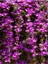 Videolu Acem Halısı Çiçeği Fidesi Fidanı 30 Adet Tüplü 5-10 cm (Drosanthemum Floribundum) 3