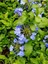Mavi Yasemin Çiçeği Fidanı 4 Adet Saksılı 50 - 70 cm Bahçe Bitkisi (Blue Jamine - Plumbago) 1