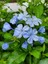 Mavi Yasemin Çiçeği Fidanı 4 Adet Saksılı 50 - 70 cm Bahçe Bitkisi (Blue Jamine - Plumbago) 2