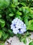 Mavi Yasemin Çiçeği Fidanı 4 Adet Saksılı 50 - 70 cm Bahçe Bitkisi (Blue Jamine - Plumbago) 3