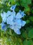 Mavi Yasemin Çiçeği Fidanı 4 Adet Saksılı 50 - 70 cm Bahçe Bitkisi (Blue Jamine - Plumbago) 4