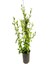 Mavi Yasemin Çiçeği Fidanı 4 Adet Saksılı 50 - 70 cm Bahçe Bitkisi (Blue Jamine - Plumbago) 5