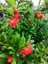 Bodur Süs Narı Çiçeği Fidanı 1 Adet Saksılı - Tüplü 30 - 60 cm Bahçe Bitkisi (Dwarf Pomegranate) 1