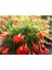 Bodur Süs Narı Çiçeği Fidanı 1 Adet Saksılı - Tüplü 30 - 60 cm Bahçe Bitkisi (Dwarf Pomegranate) 3