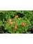 Bodur Süs Narı Çiçeği Fidanı 1 Adet Saksılı - Tüplü 30 - 60 cm Bahçe Bitkisi (Dwarf Pomegranate) 4