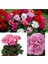 Açık Pembe Sardunya Çiçeği 30 - 40 cm Saksılı Çiçekli Bodur Bitkiler Geranium 3