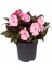 Videolu Muhteşem Pembe Cam Güzeli Fidanı 10-30 cm Saksılı (Glass Beauty Sapling) 2