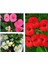 Videolu 4'lü Dikenler Tacı Çiçeği Sarı Kırmızı Pembe BEYAZ10-15 cm Tüplü Çiçekli Euphorbia Milii 3