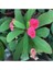 Videolu 4'lü Dikenler Tacı Çiçeği Sarı Kırmızı Pembe BEYAZ10-15 cm Tüplü Çiçekli Euphorbia Milii 4