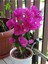 Videolu 2'li Tatlı Pembe Begonvil Çiçeği Fidesi 25-35 cm Tüplü Çiçekli Bodur Bitkiler Bougainvillea 2