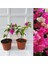 Videolu 2'li Tatlı Pembe Begonvil Çiçeği Fidesi 25-35 cm Tüplü Çiçekli Bodur Bitkiler Bougainvillea 3