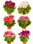 Videolu 2'li Karışık Renk Özel Sardunya Fidesi 10-20 cm Tüplü Çiçekli Bodur Bitkiler Geranium 1