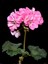 Videolu 2'li Karışık Renk Özel Sardunya Fidesi 10-20 cm Tüplü Çiçekli Bodur Bitkiler Geranium 3