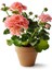 Videolu 2'li Karışık Renk Özel Sardunya Fidesi 10-20 cm Tüplü Çiçekli Bodur Bitkiler Geranium 4