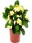 Videolu Sarı Dikenler Tacı Çiçeği 10-20 cm Tüplü Çiçekli Bodur Bitkiler Yellow Euphorbia Milli 1
