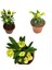 Videolu Sarı Dikenler Tacı Çiçeği 10-20 cm Tüplü Çiçekli Bodur Bitkiler Yellow Euphorbia Milli 2