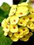 Videolu Sarı Dikenler Tacı Çiçeği 10-20 cm Tüplü Çiçekli Bodur Bitkiler Yellow Euphorbia Milli 4