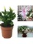 Videolu 1 Adet Beyaz Yılbaşı Çiçeği 20-30 cm Saksılı Çiçekli Bodur Bitkiler Zygocactus 1