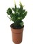Videolu 1 Adet Beyaz Yılbaşı Çiçeği 20-30 cm Saksılı Çiçekli Bodur Bitkiler Zygocactus 3
