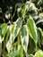 Videolu 1 Adet Alacalı Benjamin Çiçeği 50-60 cm Saksılı Çiçekli Bodur Bitkiler Ficus Benjamina 3