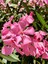 Videolu 1 Adet Pembe Renk Zakkum Çiçeği Fidanı 40-60 cm Saksılı Çiçekli Bodur Bitkiler Oleander 1