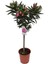 Videolu 1 Adet Pembe Renk Zakkum Çiçeği Fidanı 40-60 cm Saksılı Çiçekli Bodur Bitkiler Oleander 2