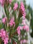Videolu 1 Adet Pembe Renk Zakkum Çiçeği Fidanı 40-60 cm Saksılı Çiçekli Bodur Bitkiler Oleander 3