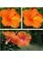 Videolu Turuncu Japon Gülü Çiçeği 20-25 cm Tüplü Çiçekli Bodur Bitkiler Camellia 1