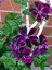 Videolu 4'lü Set Karışık Renk Sardunya Çiçeği 20-30 cm Saksılı Çiçekli Bodur Bitkiler Geranium 2