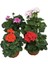 Videolu 4'lü Set Karışık Renk Sardunya Çiçeği 20-30 cm Saksılı Çiçekli Bodur Bitkiler Geranium 4